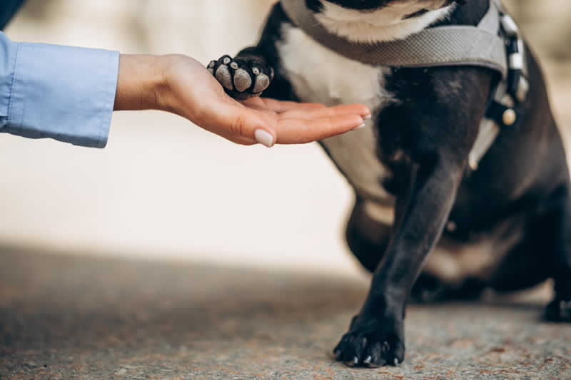 Charte d’accueil des animaux