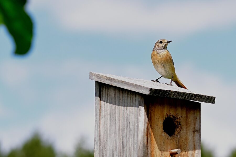 Nichoir oiseau